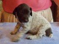 Macho - foto com 26 dias