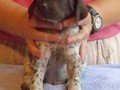 Macho - foto com 26 dias